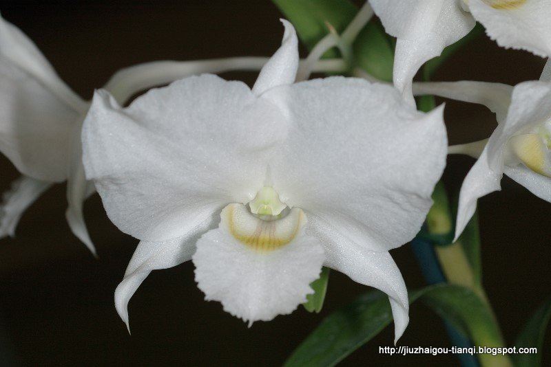 兰花 花:lanhua-09020112303207