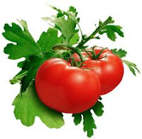 الطماطم مصدر نباتي