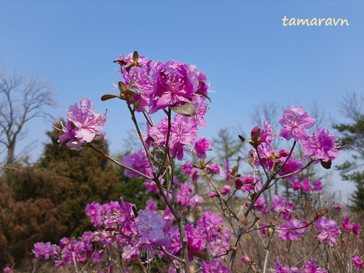 Рододендрон сихотинский (Rhododendron sichotense)