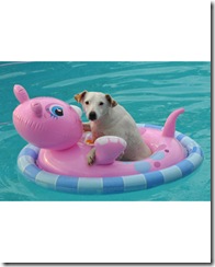 pets_at_play_6670159_16621526_xl