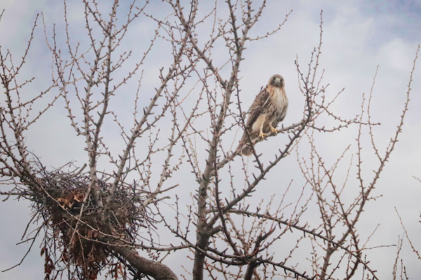 Christo perched next to his new nest.