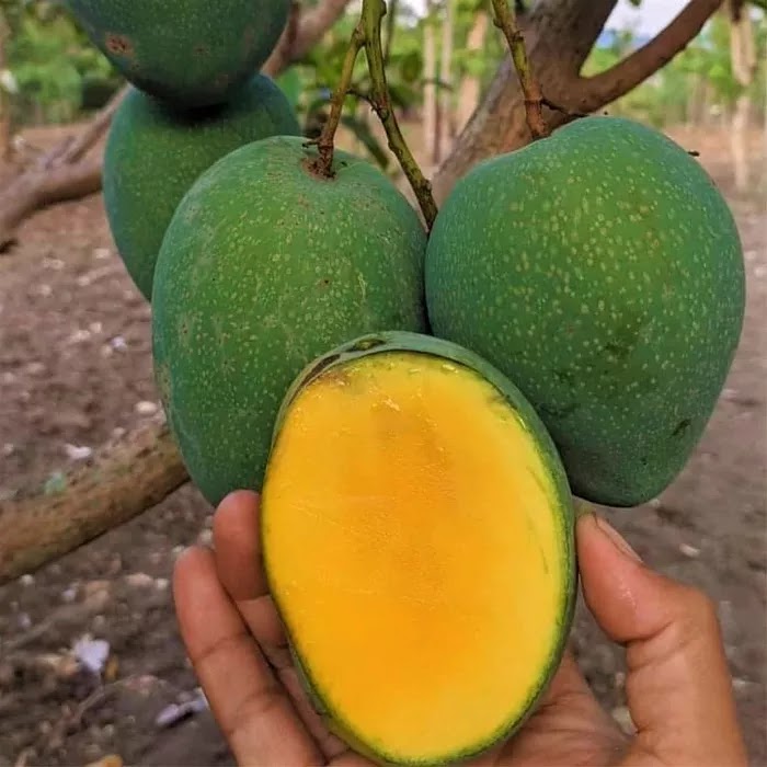 Bibit Mangga Madu Sinar Peninjauan