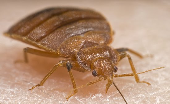 Bed-Bugs-Toronto-03.jpg