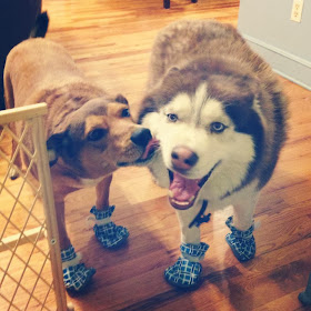 Cute dogs - part 6 (50 pics), two dogs wearing socks