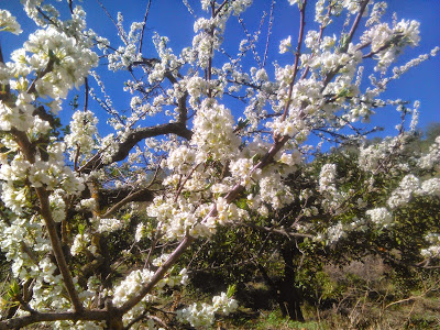 flores de ciruelo