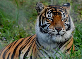 33 Fakta Tentang Harimau [ www.BlogApaAja.com ]