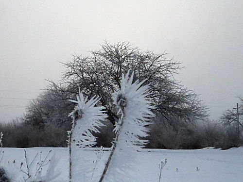 hoarfrost