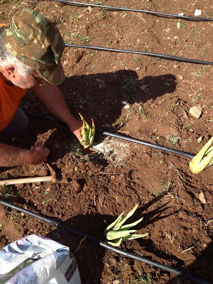 Ενσωμάτωση ζεόλιθου σε καλλιέργεια με Aloe Vera.