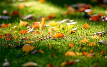 #4 Fall Leaves Wallpaper