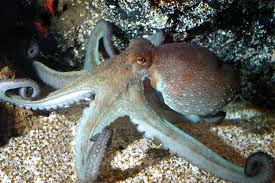 Octopus vulgaris