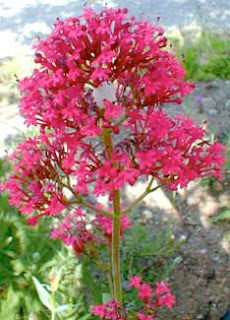 Red Valerian