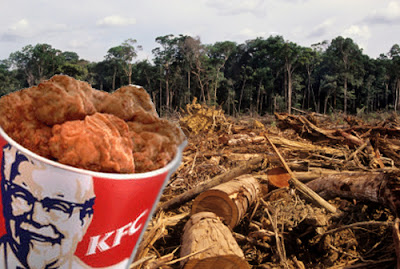 Benarkah KFC Merusak Hutan Indonesia Mengapa Begitu