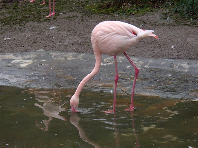 ogród zoologiczny Kraków