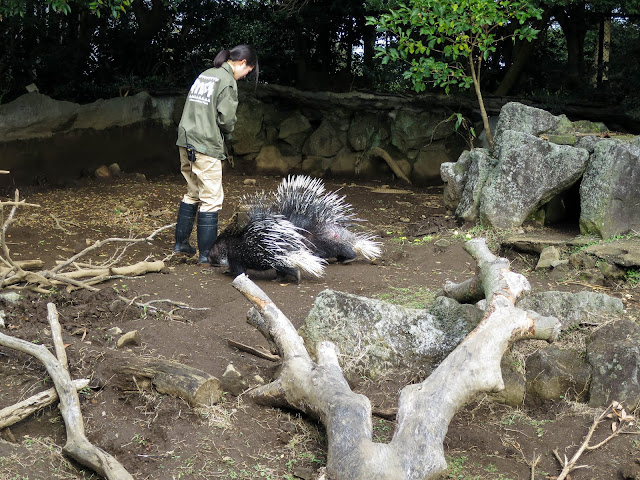 仙人掌公園箭豬