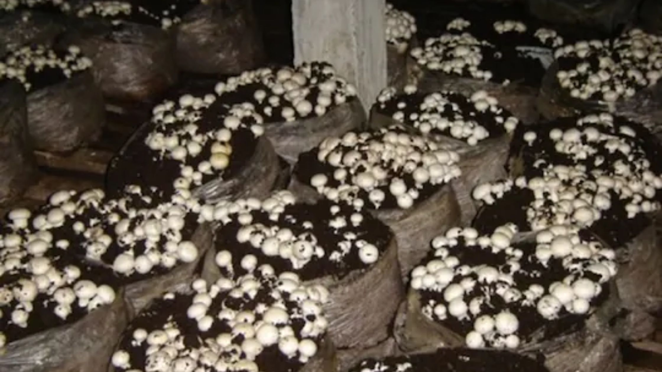button mushroom: बटन मशरूम की खेती की संपूर्ण जानकारी