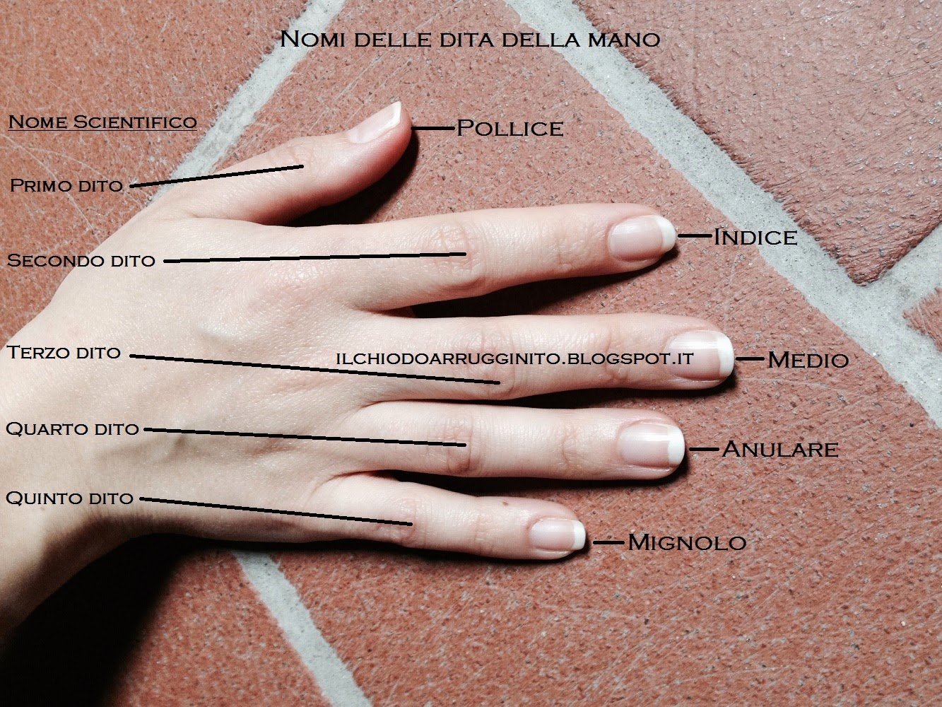 Quali sono i nomi delle dita della mano