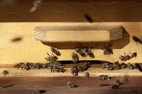 12 Cara Budidaya dan Beternak Lebah Madu serta Memasarkannya