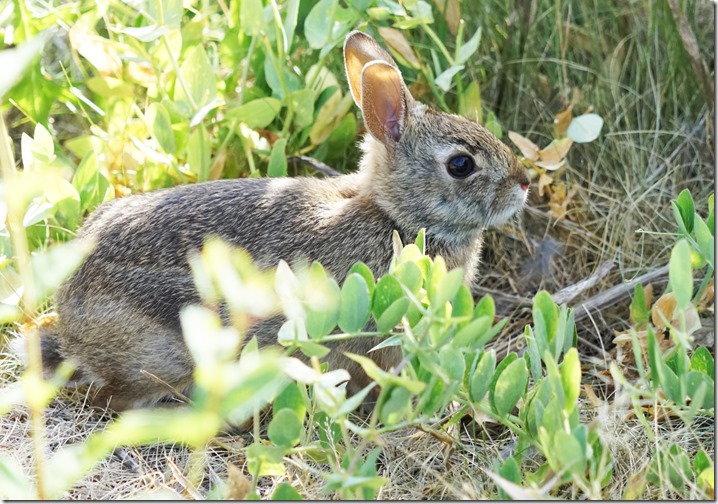 anacortes baby cottontail 061715 00000