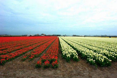 Tulip fields Netherlands