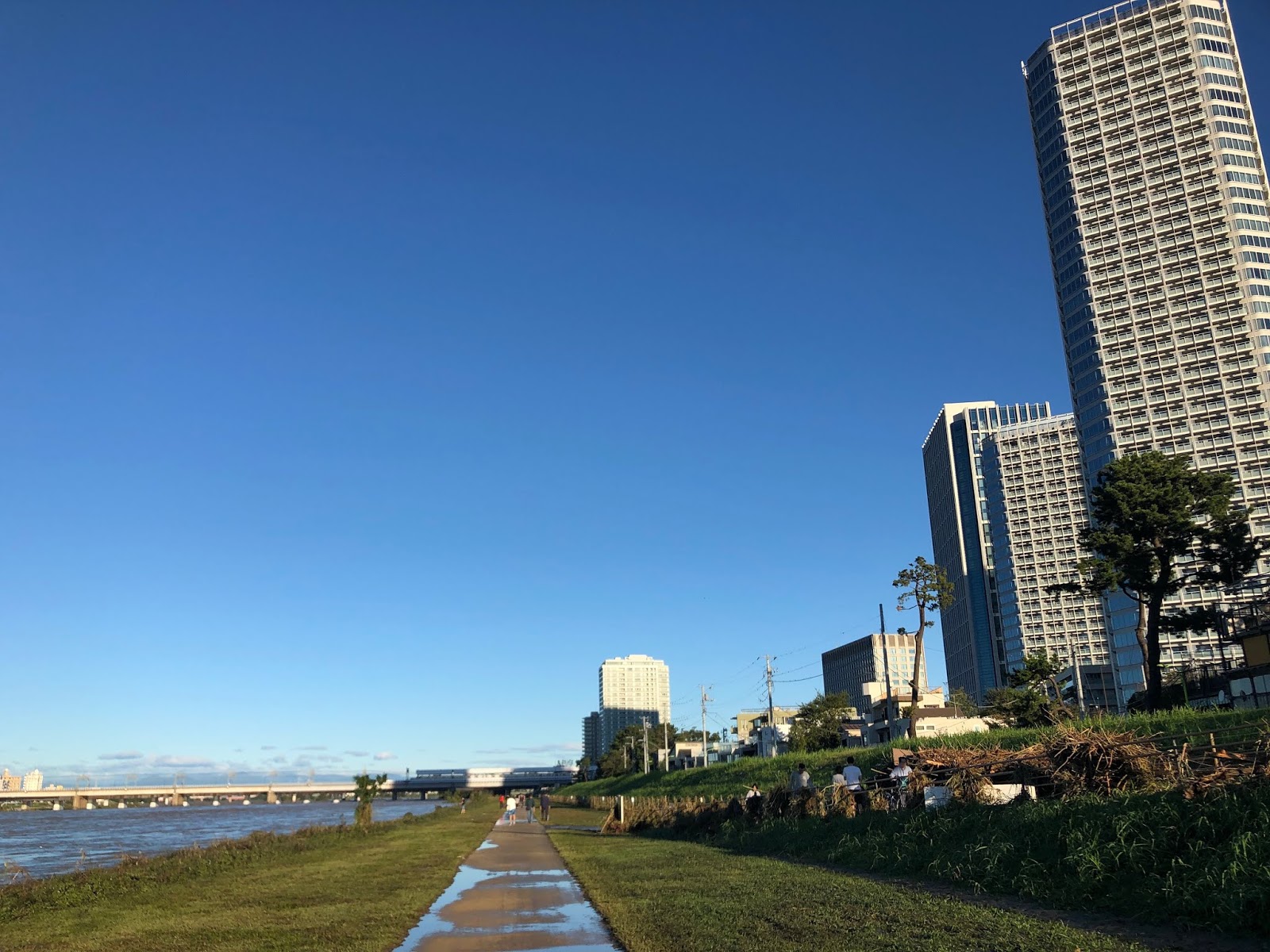 ウグイ シマドジョウ ハゼなど 台風19号で氾濫した多摩川土手の小魚たち モニオの部屋
