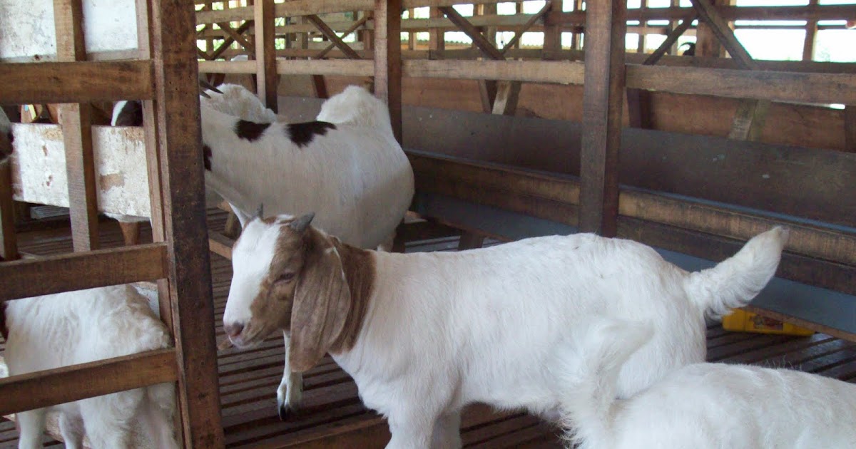 KAMBING KELANTAN: Anak Kambing Boer Purebreed Untuk Dijual
