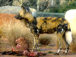 Wild Dog