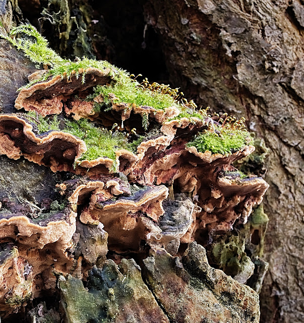 Moss growing on the top of a clump of bracket fungus