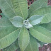Daun Sembung