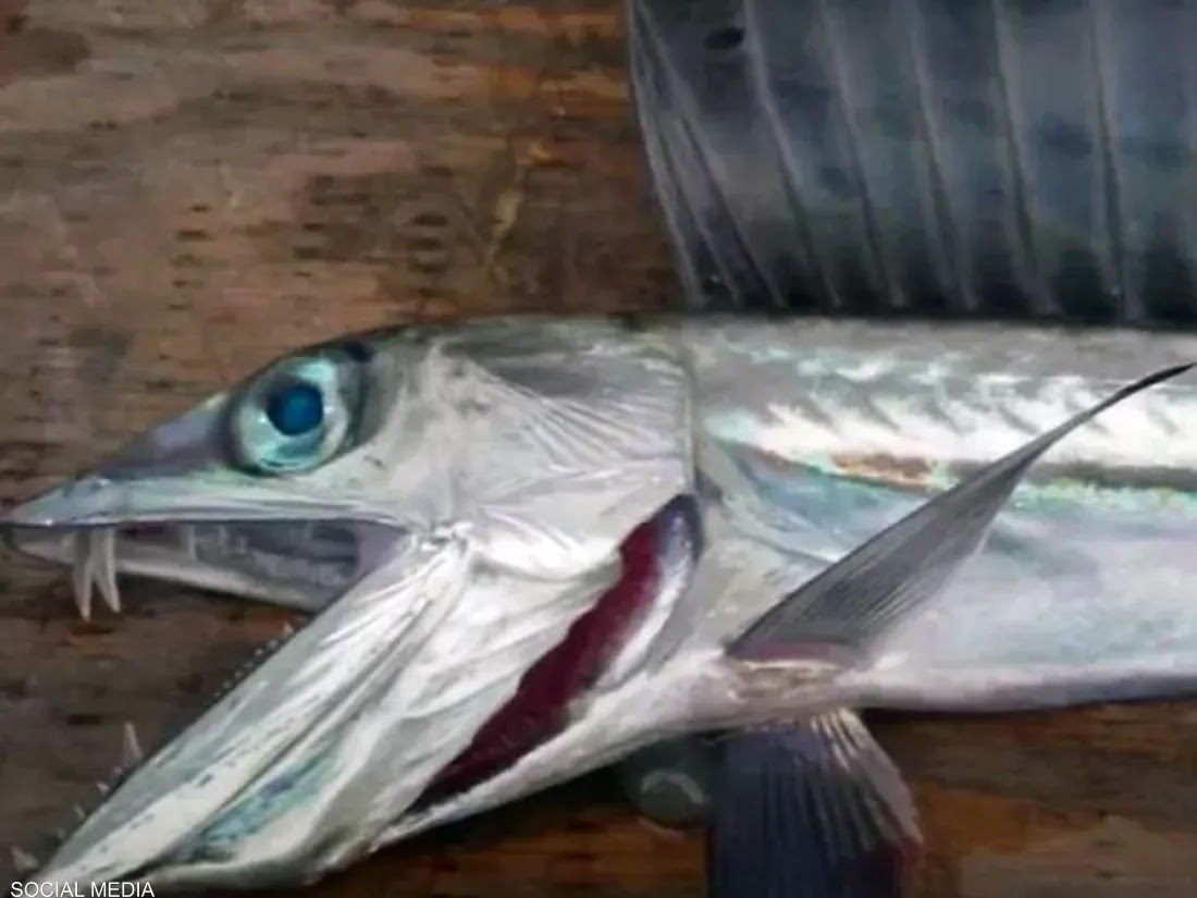 Washed by the waves .. the fearsome fish "Dracula" appears in California The pioneers of social networking sites shared pictures that they said were of a wild fish, which they called "Dracula", due to its frightening shape.  The fish, which was said to have washed up on a California beach, has teeth in the front of its mouth, a large fin in the back, and a long, shiny body.  And the British newspaper "Daily Star" quoted marine life expert Christian Anthony as saying that the fish was returned to the water before its death, noting that he published a picture of it in the hope of identifying its type.  Christopher Martin, curator of the fish department at the Museum of Vertebrate Zoology, identified the fish, which he said was a "Lancet", a predatory known as a "cannibal", which can grow up to seven feet in length at times.  According to Martin, this type of fish lives in oceans all over the world, except for the polar seas, at depths ranging from 350 to 6500 feet.  These fish hunt their prey in areas that receive only a small amount of sunlight, and they are distinguished by the fact that they store what they eat in their stomach without digestion for a period of time.