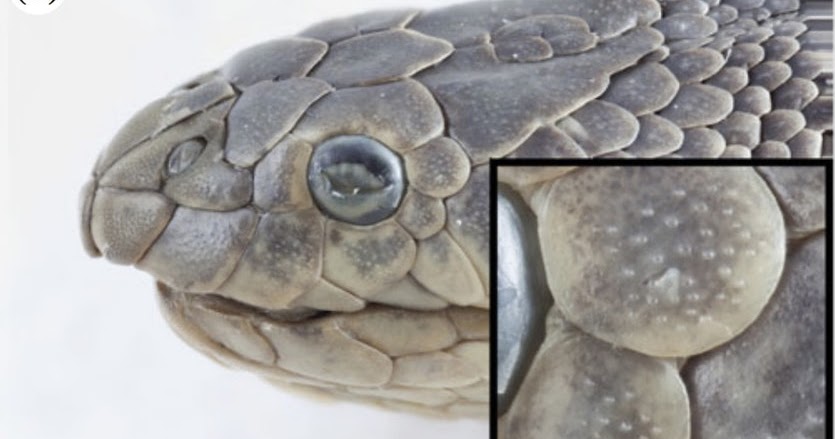 Why Do Snakes Have Scales?