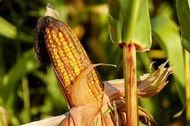 By the end of the summer, the corn crop is ready. This is the season when the sellers of corn kilns come to the bazaars someone is frying kiln in salt, while someone is cooking them in the sand and selling them. Dosage reduces the risk of colon cancer, cholesterol, and IBS