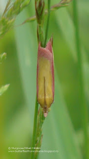 Oncocera semirubella DSC111477