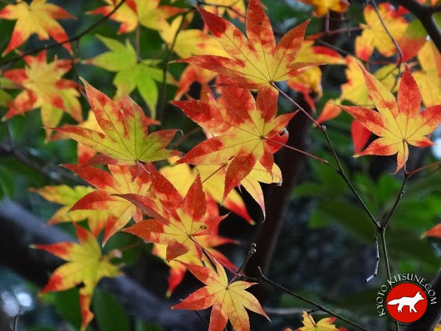 Érable en automne à Kyoto au Japon dans un temple