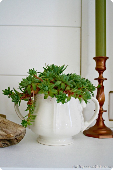 succulent small container