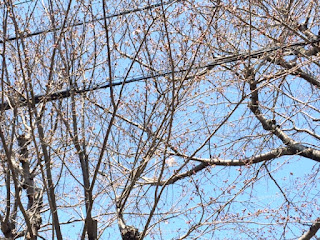 柏市　平根公園　桜　開花　テラス山野辺