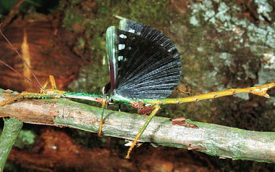 Foto: bicho palo 