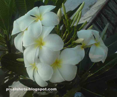 chembaka-poovu,white-flower-bouquet,exotic-tropical-flowers,fragranted-flowers,plumeria-photos,flower-photography-with-cellphone,kerala-flowers