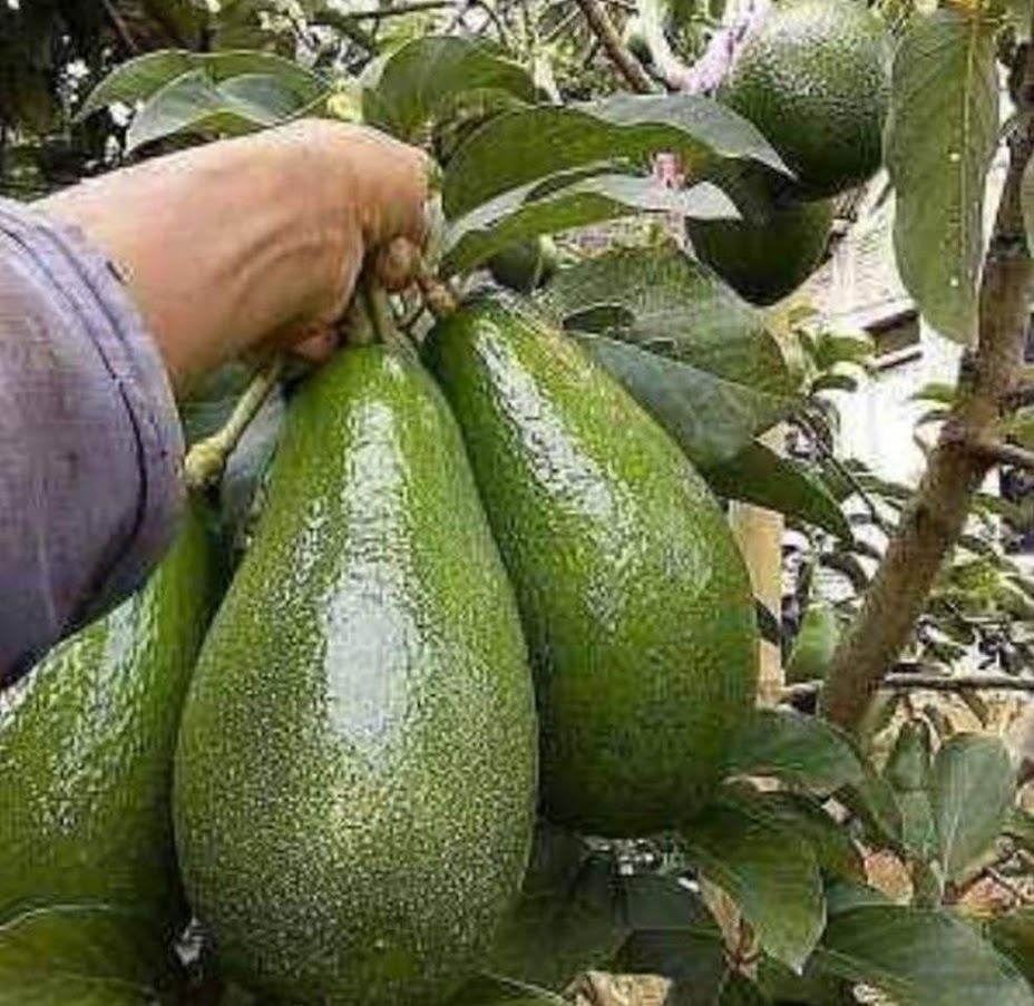 bibit alpukat pluwang tanaman harga grosir Slogohimo