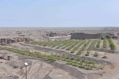 Reforestación en el desierto del Gobi. China