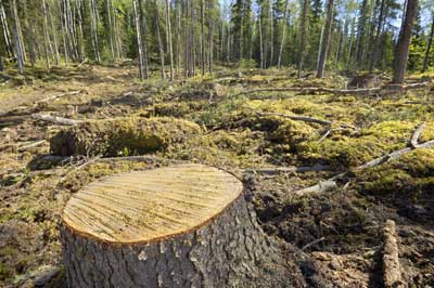 En doce años se deforestó menos dentro de tierras indígenas que fuera de ellas