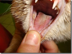 herpesvirus herpesvirus