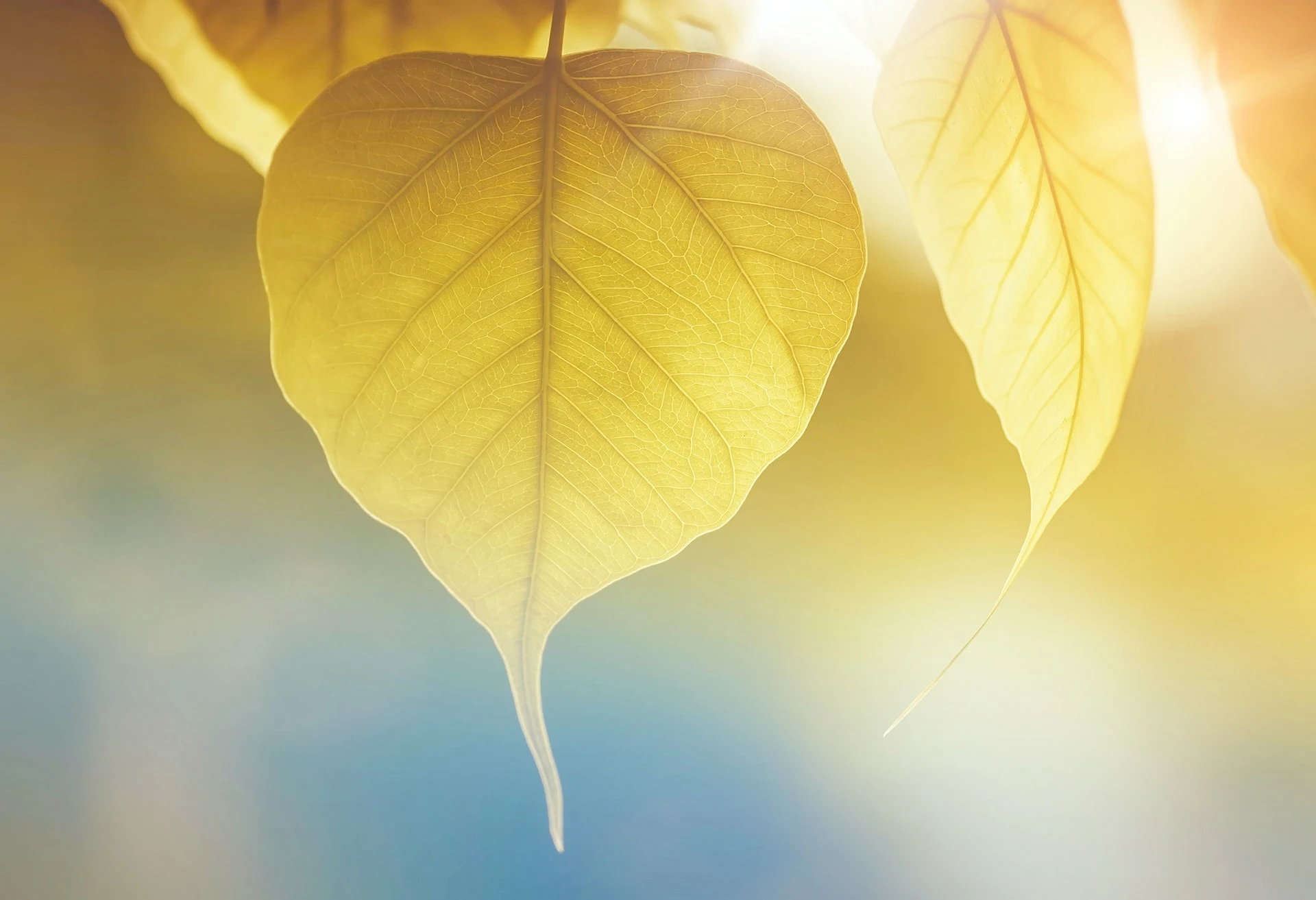 Sunlight - Yellow Leaf