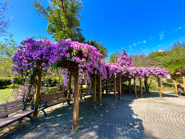 新北鶯歌永吉公園蒜香藤盛開，粉紫色花瀑隧道成為公園內一大亮點