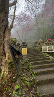 淡水楓樹湖「巨石花園」賞木蓮花 (木蘭） / 桃花源 百年古厝「石頭屋」秘境賞櫻 花開迎人來，花謝神仙居
