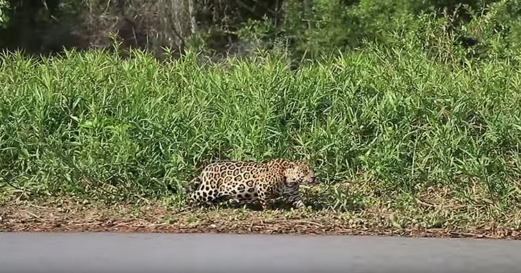 The Jaguar stalks down its target.