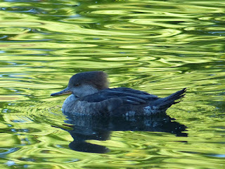 Lophodytes cucullatus - Harle couronné - Mergus cucullatus