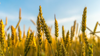 Grain Harvest - Photo by Ant Rozetsky on Unsplash