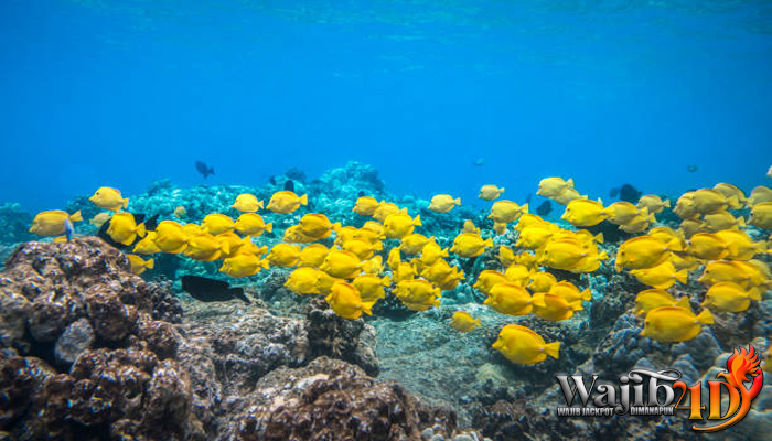 Mengenal Teknologi Budaya Yellow Tang