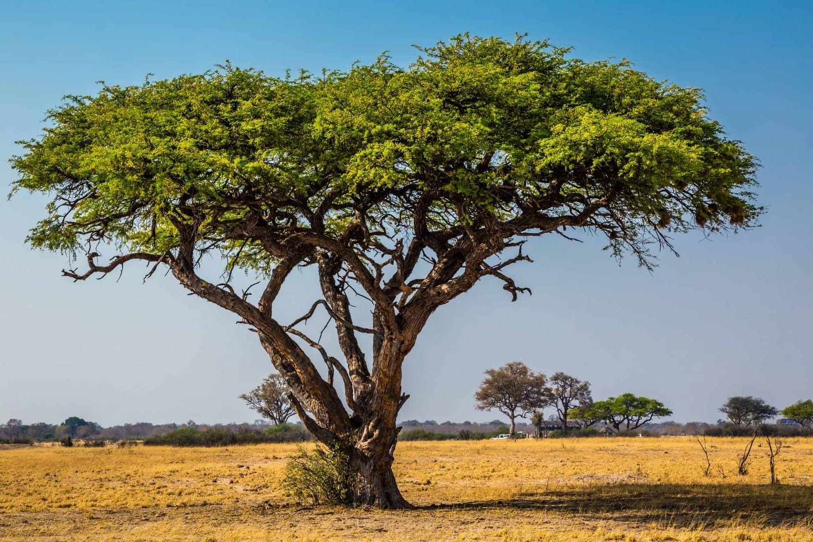 Trees-also-send-signals-of-danger