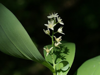 Smilacine étoilée - Maianthemum stellatum